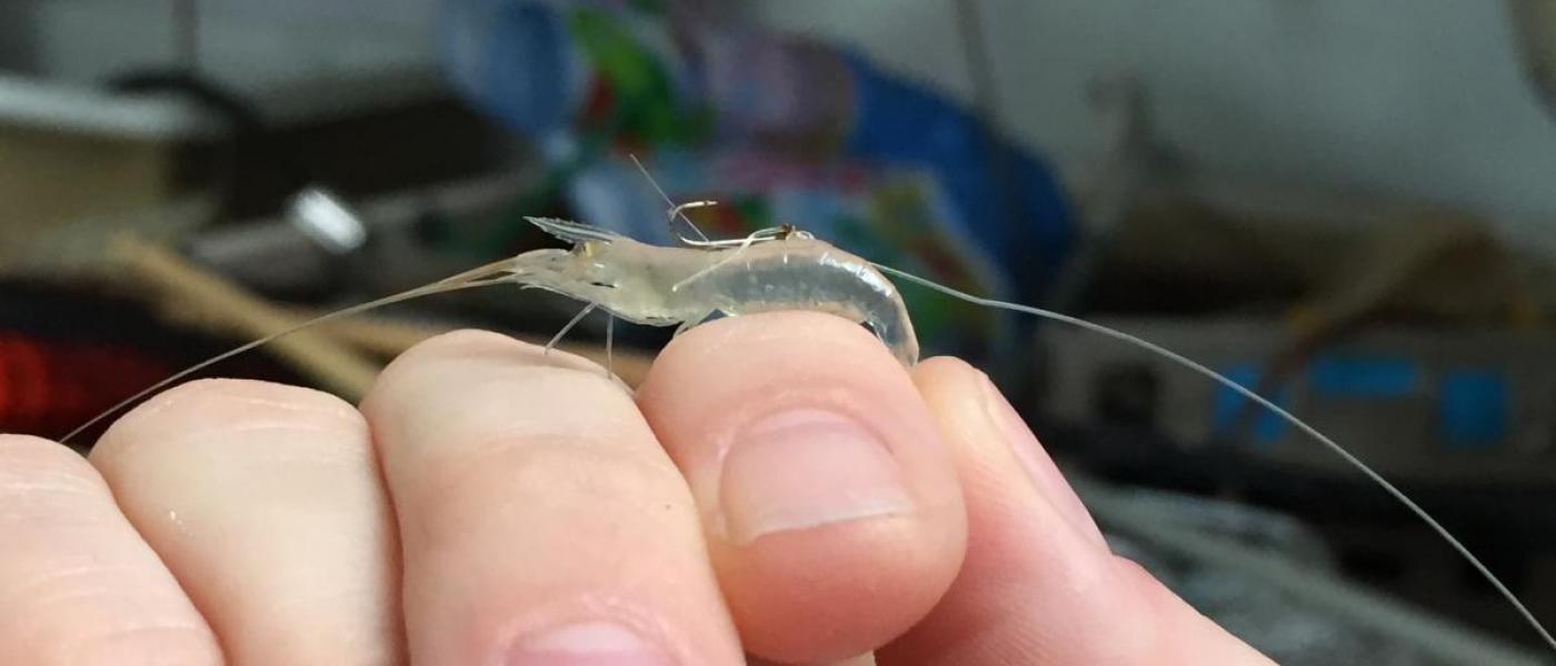 Tethered shrimp